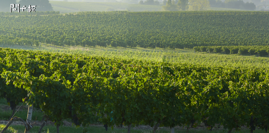 波尔多葡萄酒的特点，波尔多葡萄酒的葡萄品种有哪些
